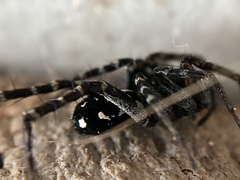 Nyssus