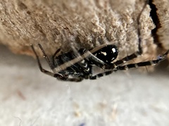 Nyssus