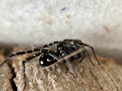 Nyssus