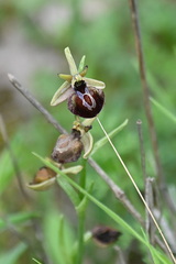 Ophrys sphegodes epirotica