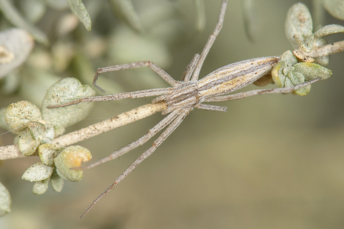 Slender Crab Spiders