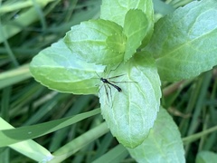Ptychoptera contaminata