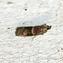Moodna ostrinella