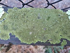 Xanthoparmelia verrucella