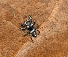 Habronattus carolinensis