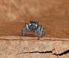Habronattus carolinensis