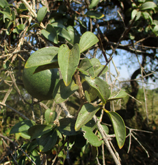 Strychnos cocculoides