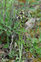 Ophrys sphegodes epirotica