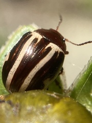 Zygogramma suturalis
