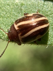 Zygogramma suturalis