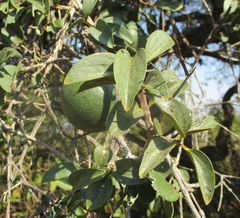 Strychnos cocculoides