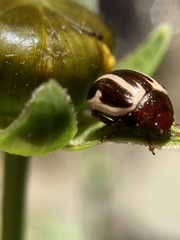 Zygogramma suturalis