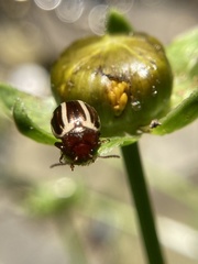 Zygogramma suturalis