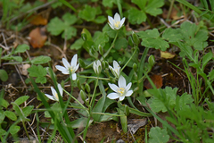 Ornithogalum orthophyllum
