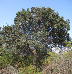 Strychnos cocculoides