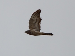 Accipiter brevipes
