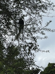 Colobus caudatus