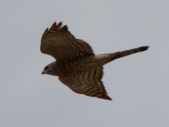 Accipiter brevipes