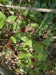 Trifolium incarnatum