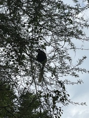 Colobus caudatus