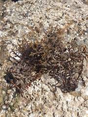 Cystoseira compressa