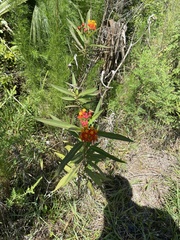 Asclepias curassavica image