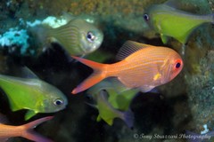 Redfish photo 5