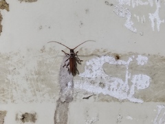 Ceresium zeylanicum