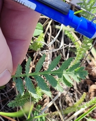 Artemisia tanacetifolia