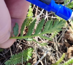 Artemisia tanacetifolia
