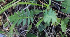 Artemisia tanacetifolia