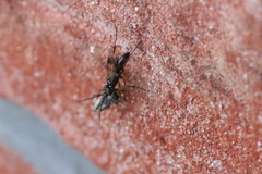 Agenioideus cinctellus