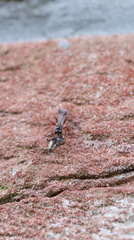 Agenioideus cinctellus