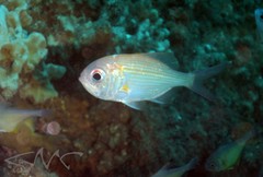 Redfish photo 2