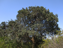 Strychnos cocculoides