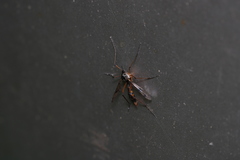 Ptychoptera contaminata