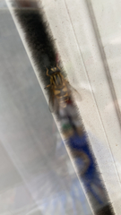 Helophilus pendulus