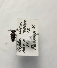 Phymatodes alni