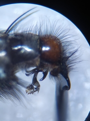 Sarcophaga marshalli