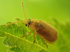 Galerucella tenella