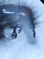 Sarcophaga marshalli