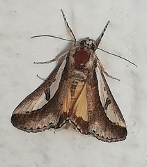 Euscirrhopterus poeyi