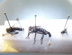 Sarcophaga marshalli