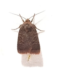 Orthodes cynica