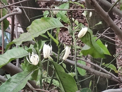 Magnolia × alba