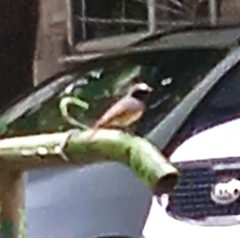 Phoenicurus phoenicurus