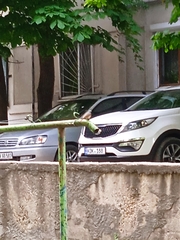 Phoenicurus phoenicurus