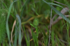 Phleum echinatum
