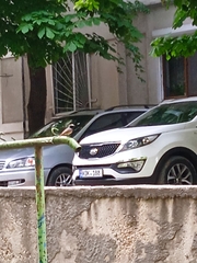 Phoenicurus phoenicurus