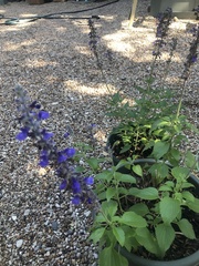 Salvia farinacea